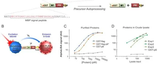 Protein Drug