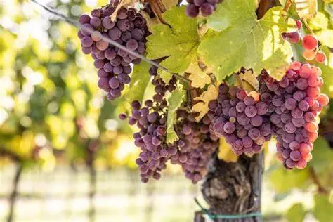 Enochan Intelligent Wine Experience