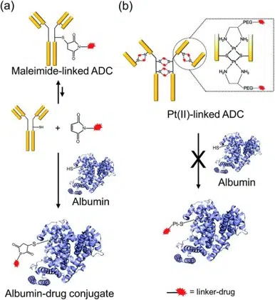 protein linker drug